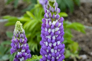 Lupin 'Mini Blue Bicolour' 